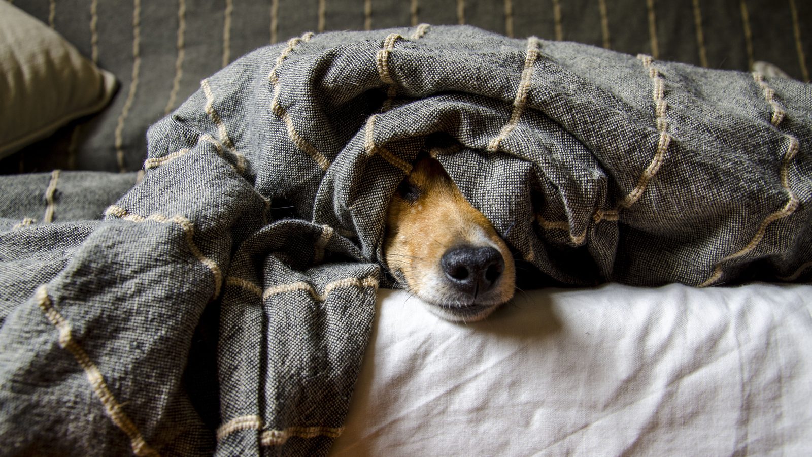 Ein Hund liegt zusammengerollt in einem Bett unter einer Decke