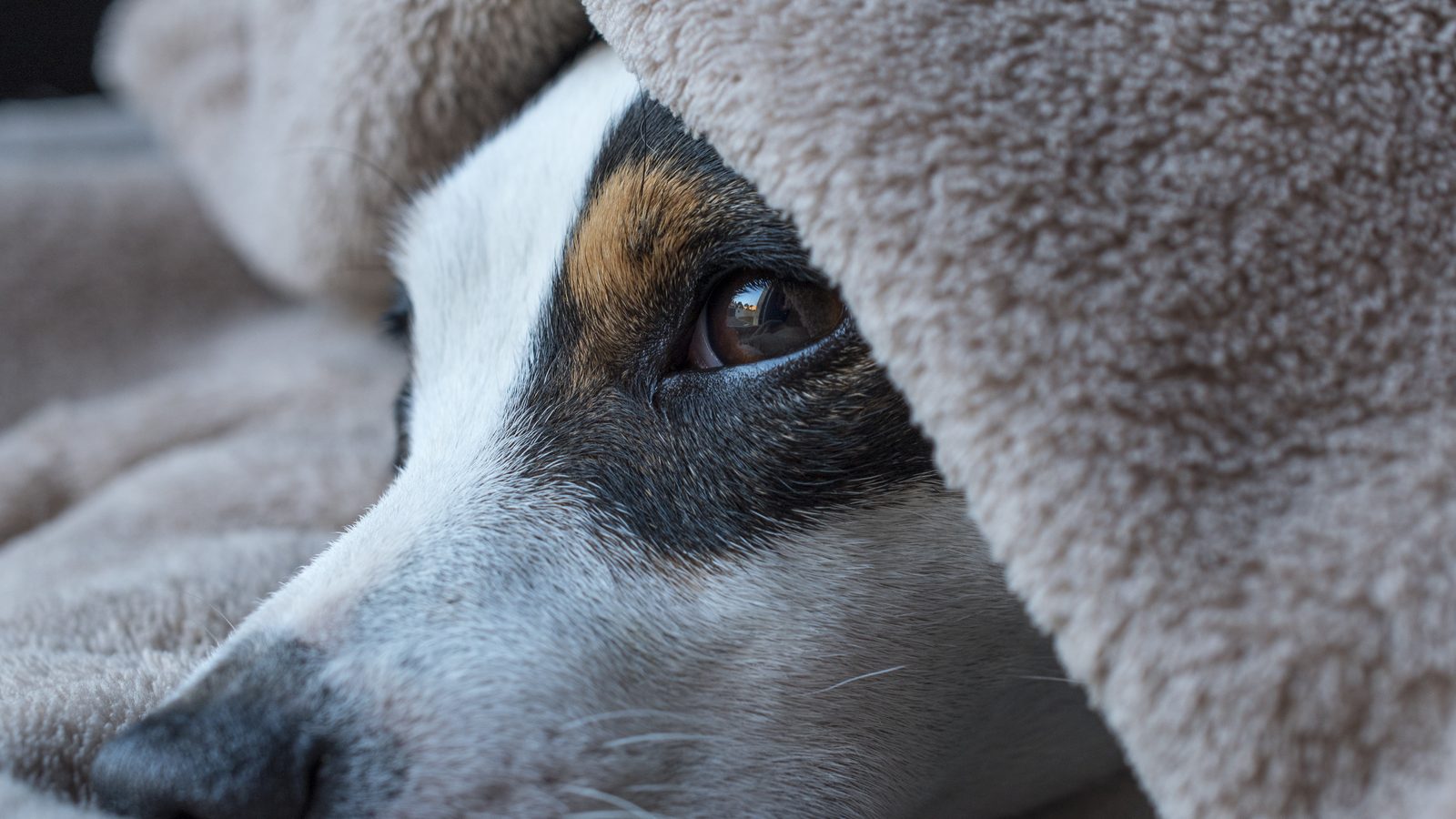 Ein Hund liegt unter einer Wolldecke, nur die Augen schauen heraus