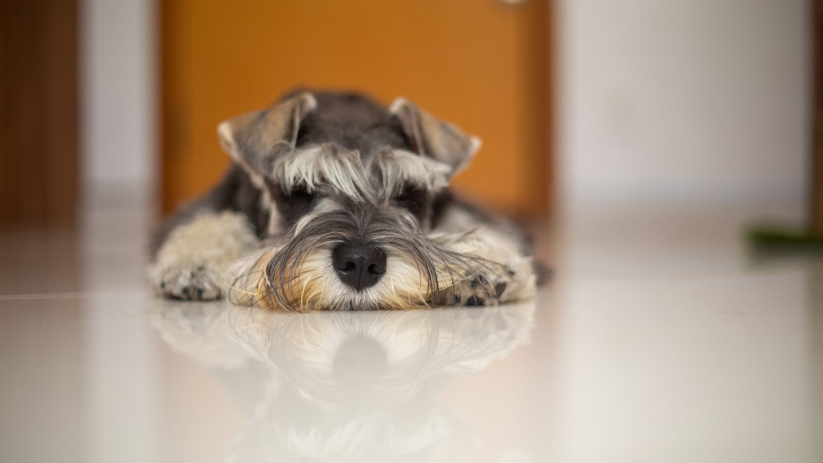 Ein Schnauzer liegt auf dem Boden eines Wohnzimmers