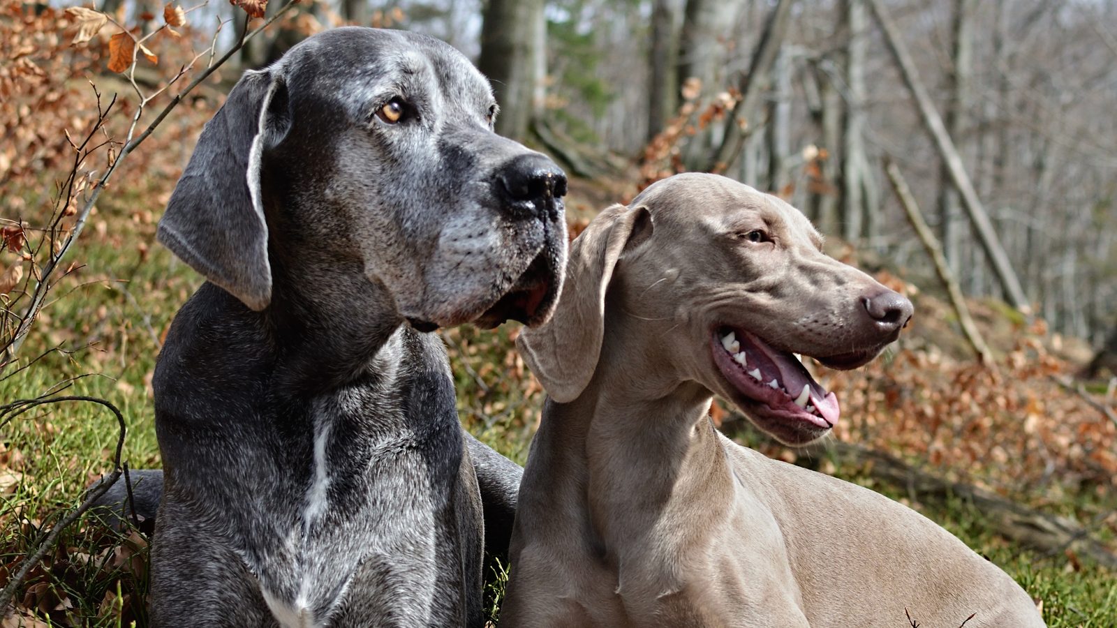 Zwei Hunde liegen nebeneinander im Herbstlaub