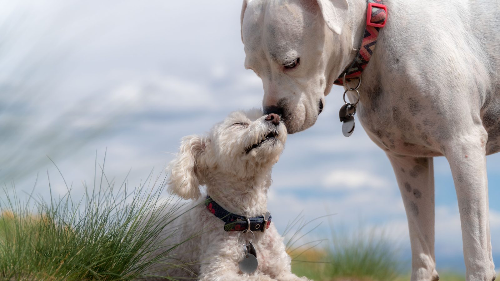 Zwei Hunde unterschiedlicher Größe beschnuppern sich