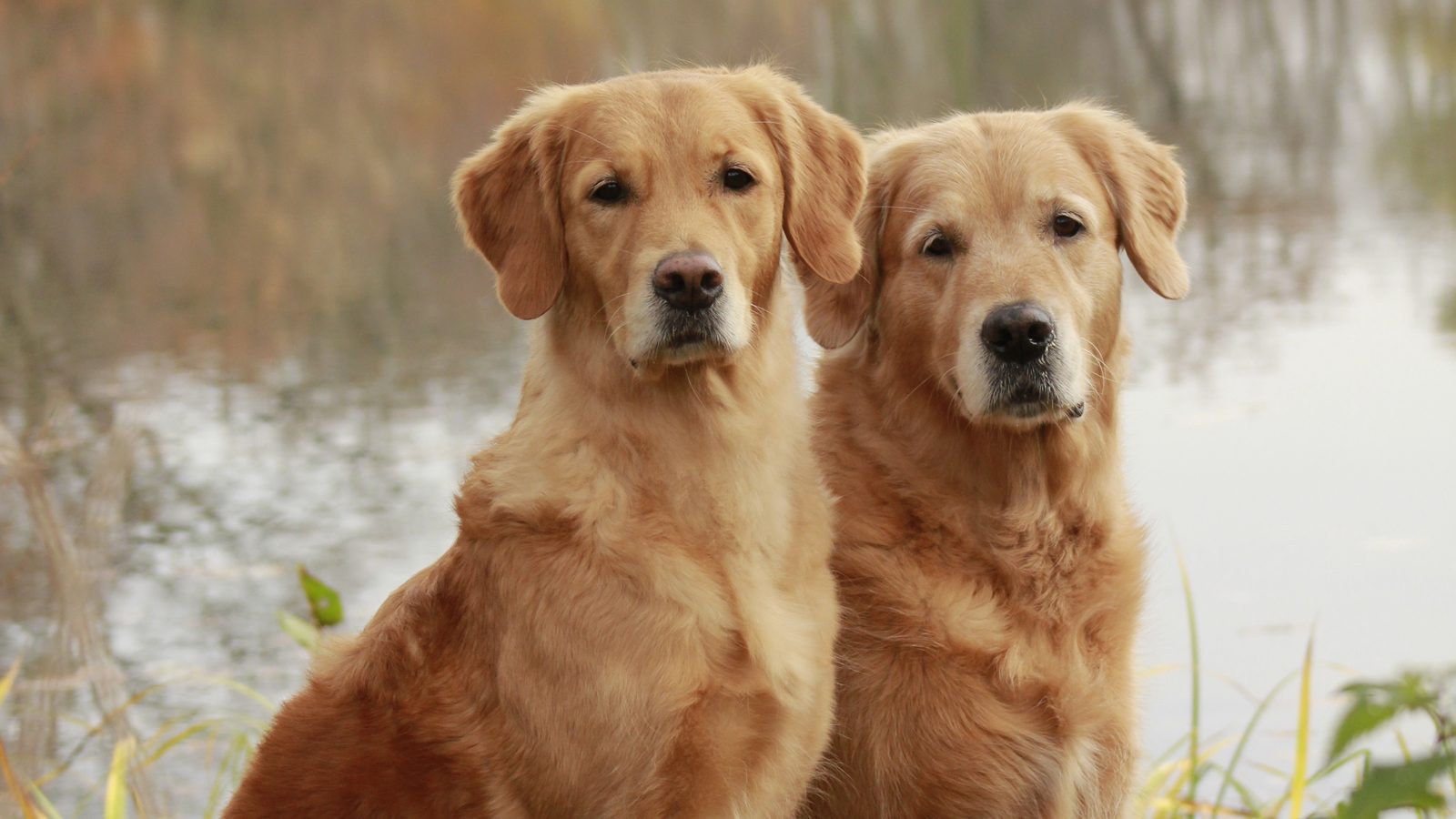 Zwei Golden Retriever sitzen nebeneinander im Gras